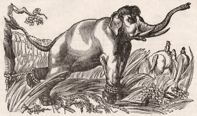 Un elefante catturato nella savana, Africa da Unknown