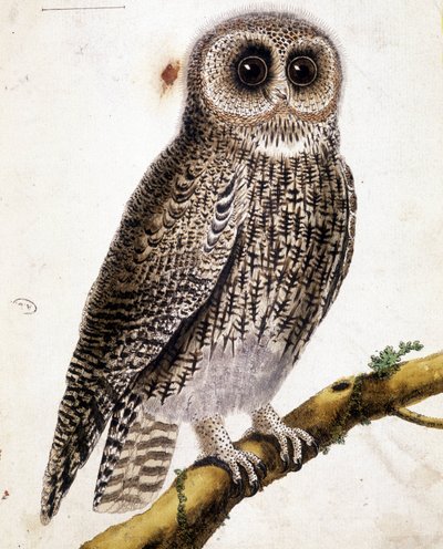 Un gufo. Incisione del XIX secolo da Unknown artist