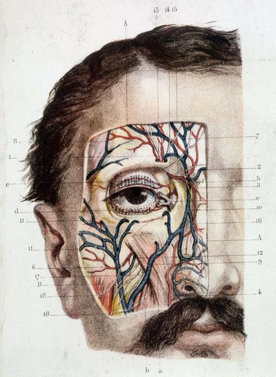 Tavola anatomica sull
