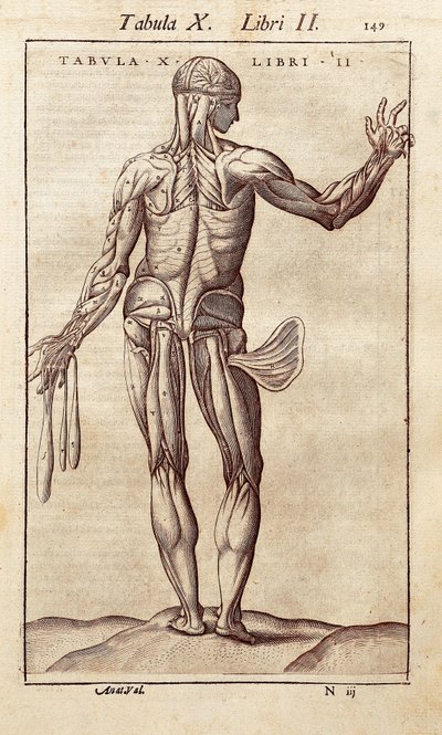 Tavola anatomica che rappresenta un uomo di schiena. Incisione in "Anatomia Corporis Humani" di Juan Valverde De Amusco (1525-1588). Barcellona. Biblioteca de Catalunya da Unknown artist