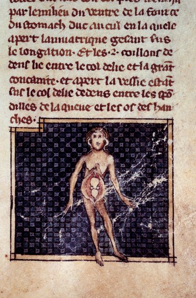 Figure anatomiche: pellicole maschili e femminili, addome aperto, che mostrano reni, vescica, genitali: dettaglio della donna. Miniatura dal manoscritto “Chirurgia” (Folio 29) scritto da Henri de Mondeville (chirurgo di Filippo il Bello professore di anato da Unknown artist