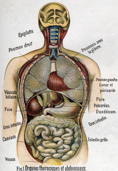 Anatomia: Organi toracici e addominali. (Intestino, fegato, pancreas, polmone ecc.) in La nuova medicina naturale di F.E. Bilz. 1898 da Unknown artist