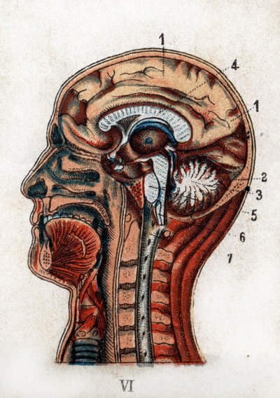 Anatomia: sezione trasversale del cranio umano, sezione del cervello e del midollo. La tavola rappresenta il cervello, il cervelletto (con l