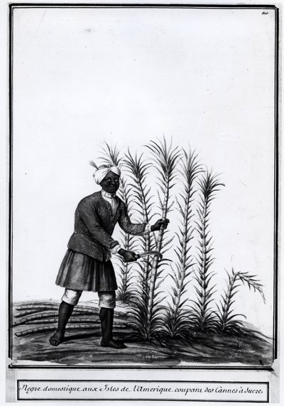 Antille, negro domestico che taglia la canna da zucchero. da Unknown artist