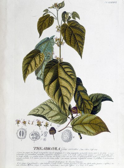 Pianta di tè Arbroma - tavola botanica da Unknown artist
