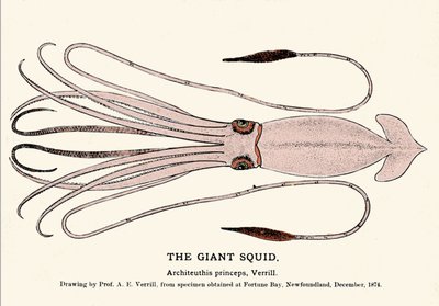 Architeuthis princeps, il calamaro gigante arenato sulla spiaggia di Fortune Bay (Terranova) nel dicembre 1874 e descritto per la prima volta dal professor A.E. Verrill. Incisione dell