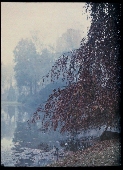 Paesaggio autunnale, lago e albero rosso nella nebbia - 1920 ca. (Paesaggio autunnale, lago e albero rosso nella nebbia) Collezione anonima autocromatica privee da Unknown Artist