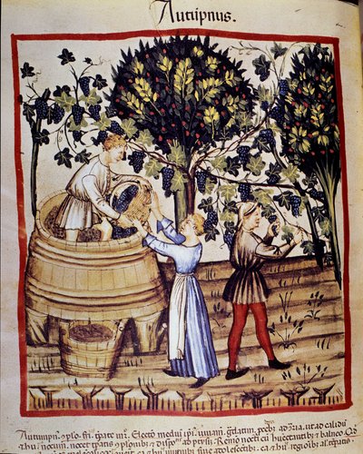 Rappresentazione autunnale: vendemmia. Raccolta dell