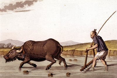 Via per arare i campi di riso con un bue - in Le costume ancien et moderne di J. Ferrario, ed. Milano da Unknown artist