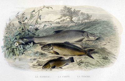 Barbo, carpa e tinca - in "Histoire naturelle" di Lacépède, T.II, ed. Furne et Cie, Parigi da Unknown artist