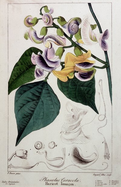 Fagiolo lumaca (phaseolus caracola), tavola botanica da Unknown artist