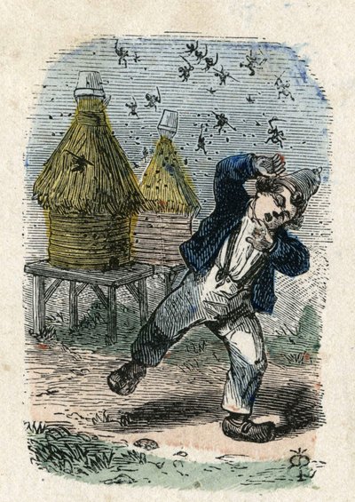 Attacco delle api a un bambino vicino al loro alveare. Illustrazione del XIX secolo. Collezione Bianchetti da Unknown artist