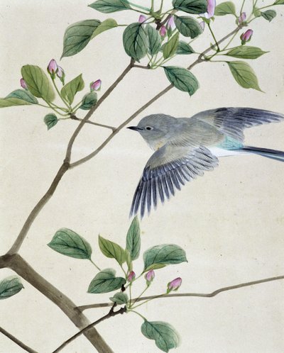 Uccello - disegno giapponese di Riou Chim, fine 19° secolo da Unknown artist
