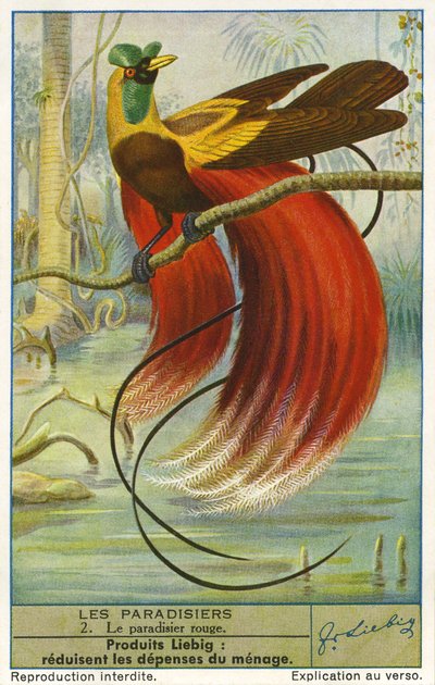 Uccello del Paradiso da Unknown artist