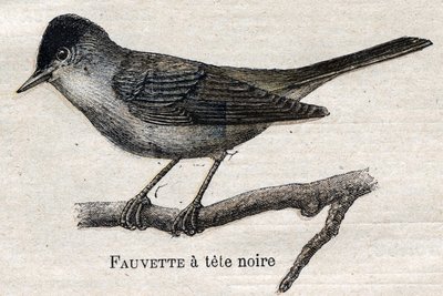 Uccelli utili all