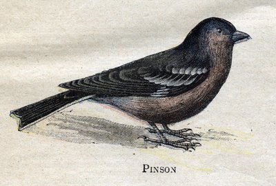 Uccelli utili per l