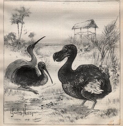 Uccelli che scompaiono: il dodo (o dronte) e l