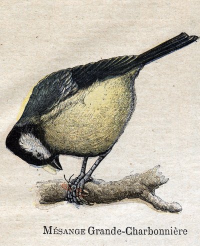 Uccelli utili per l
