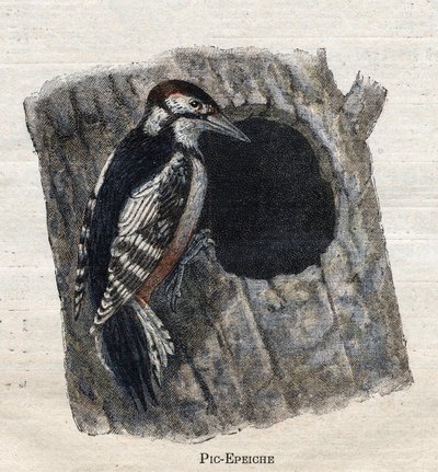 Uccelli utili all