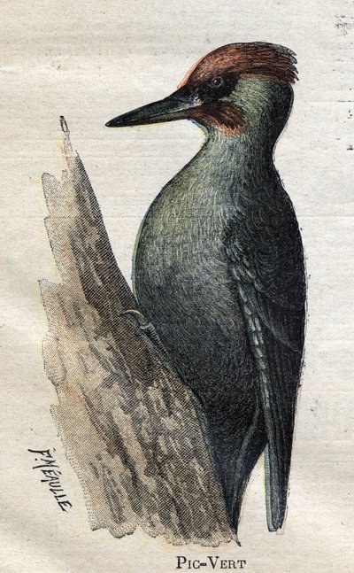 Uccelli utili all