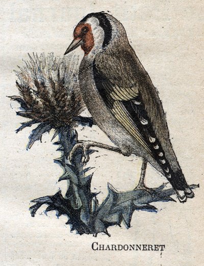 Uccelli utili all