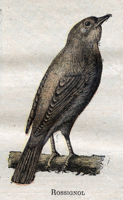 Uccelli utili per l