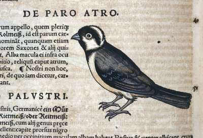 Uccello nero in Historia Animalium di Conrad Gesner (1516 - 1565), Tiguri da Unknown artist