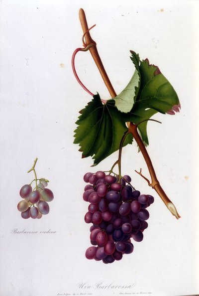 Uva nera. Incisione del XIX secolo da Unknown artist