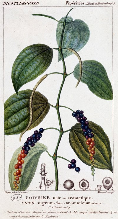 Pepe nero o aromatico - tavola botanica. XIX secolo da Unknown artist