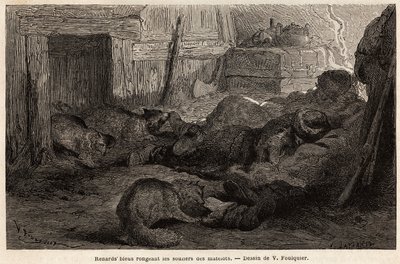 Volpi blu che rosicchiano le scarpe dei marinai addormentati nel rifugio della stazione di osservazione, disegno di V. Foulquier, per illustrare lo Spitzberg. da Unknown artist