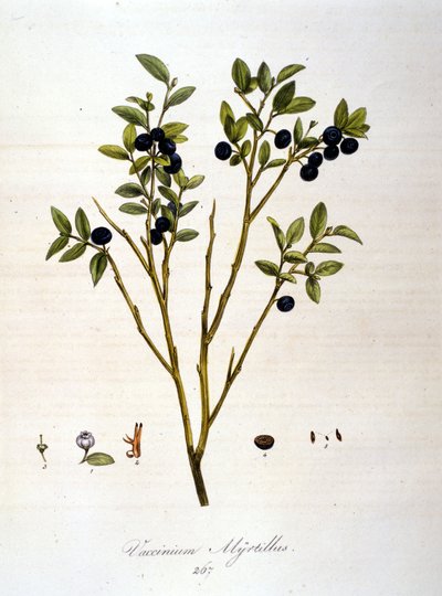 Mirtilli: tavola botanica del XIX secolo da Unknown artist