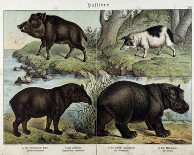 Cinghiale, maiale, tapiro e ippopotamo - in “Natural histories of mammals”, ed. Schreiber da Unknown artist