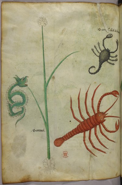 Illustrazione botanica e animale da Unknown artist