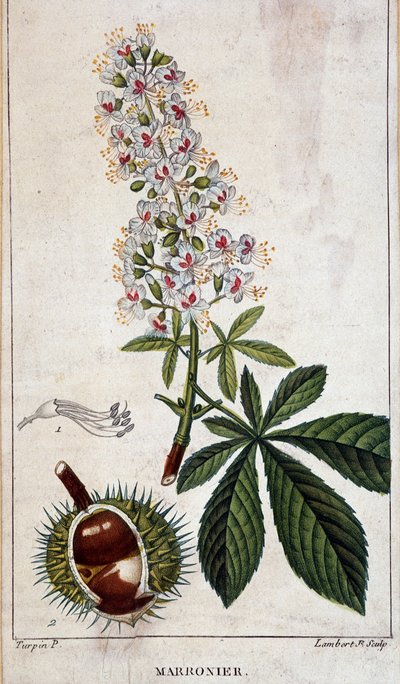 Tavola botanica - Fiori, foglie e frutti del castagno da Unknown artist