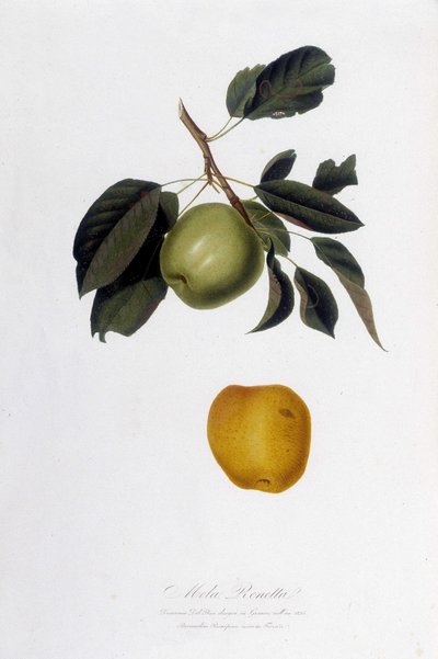 Tavola botanica: Mela Renetta da Unknown artist
