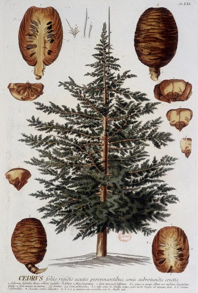 Tavola botanica: Cedro. n.d. XIX secolo da Unknown artist
