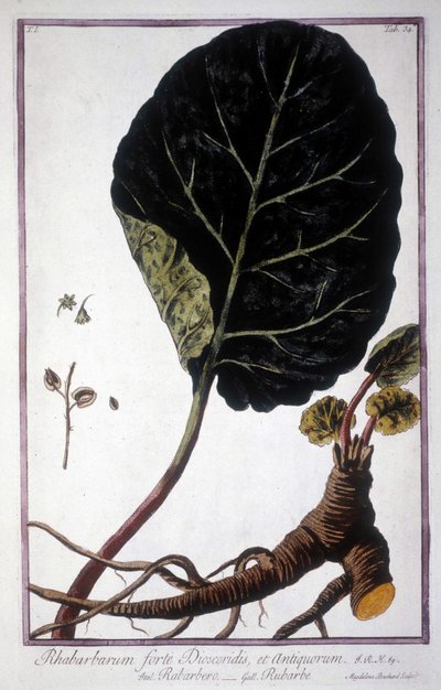 Tavola botanica: Foglia e radici di Rabarbaro. Erbario del XIX secolo. da Unknown artist
