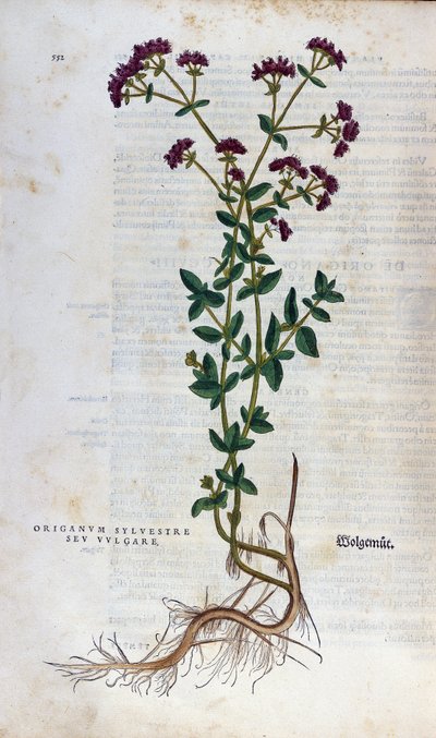 Tavola botanica: Origano. Erbario di Leonhard Fuchs, Historia Stirpium, Basilea da Unknown artist