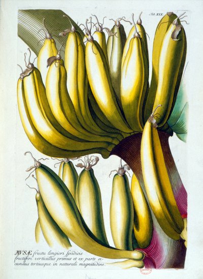 Tavola botanica: una dieta di banane. s.d. XIX secolo da Unknown artist