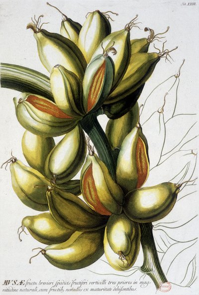 Tavola botanica: banane. n.d. XIX secolo da Unknown artist