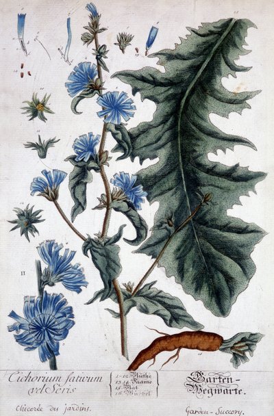 Tavola botanica: cicoria dei giardini da Unknown artist