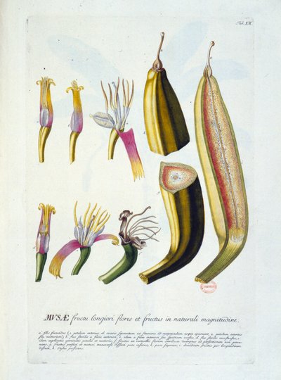 Tavola botanica: fiori e taglio di banana. n.d. XIX secolo da Unknown artist