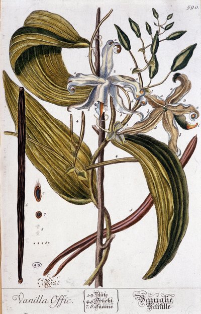 Tavola botanica della vaniglia (vanilla offic) - XIX secolo da Unknown artist