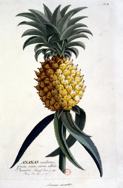 Tavola botanica: ananas. n.d. XIX secolo da Unknown artist