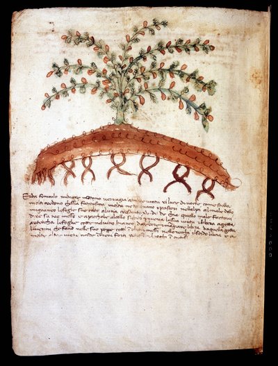 Tavola botanica che rappresenta l