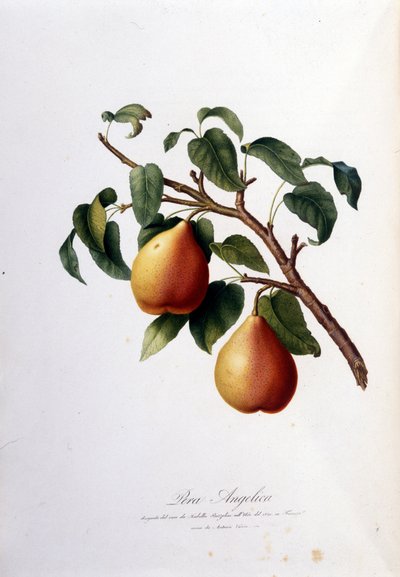 Tavola botanica che rappresenta la pera angelica. 1820-1822 da Unknown artist