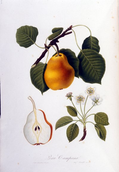 Tavola botanica che rappresenta la pera campana. 1820 - 1822 da Unknown artist