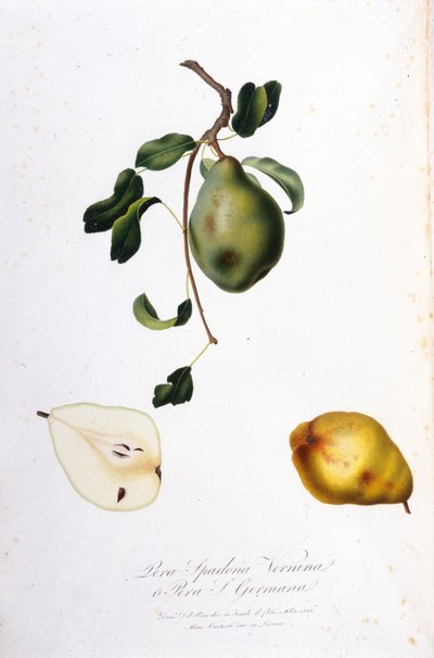 Tavola botanica che rappresenta la pera spadona. 1820 - 1822. da Unknown artist