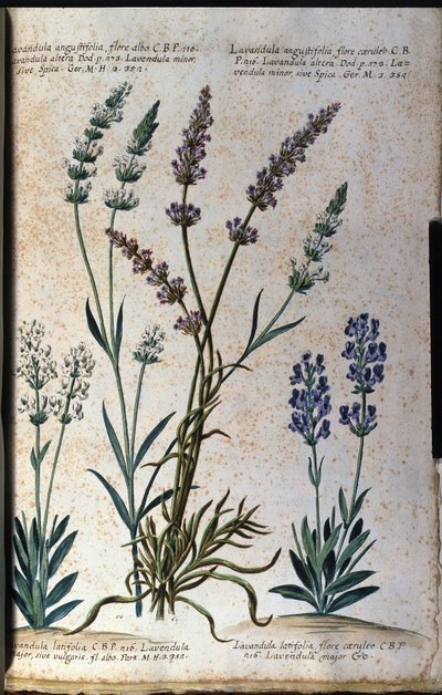 Tavola botanica: lavanda vera (Lavandula angustifolia) e lavanda aspic (Lavandula latifolia) da Unknown artist