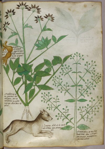Illustrazione botanica di una pianta e un lupo da Unknown artist